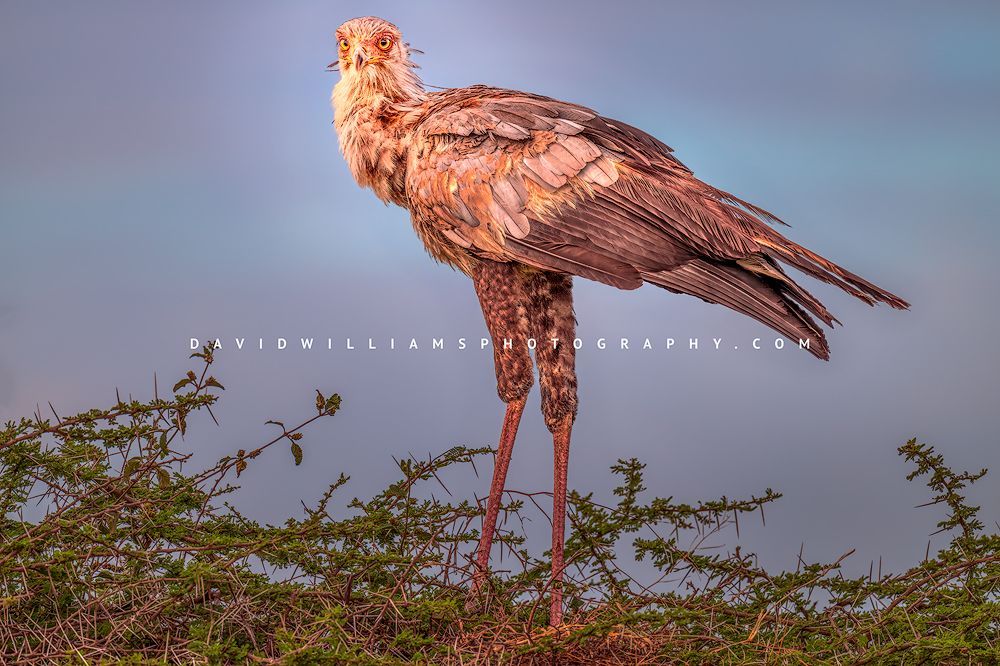 Close-up of a secretary bird standing in its nest atop an acacia tree in Ndutu, Tanzania, part of the Serengeti ecosystem, with direct eye contact in golden hour light.