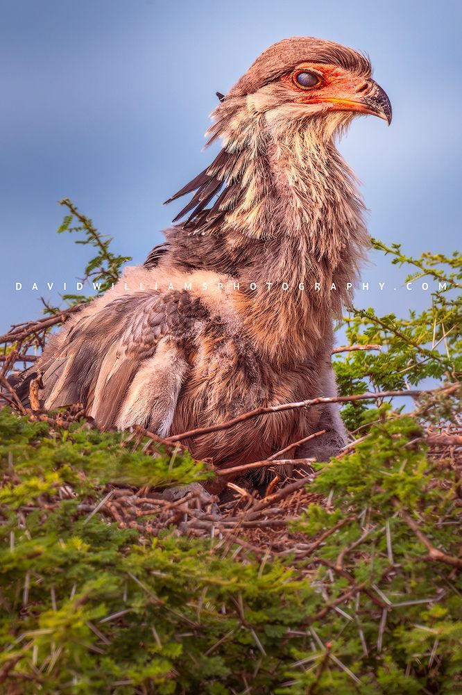 Close-up of a Secretary Bird (also known as Secretarybird) in its acacia tree nest with its third eyelid, the nictitating membrane, closed in golden light, vertical wildlife photograph