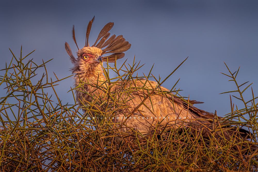 A secretary Bird perched upon it's nest with head feathers blowing in the wind