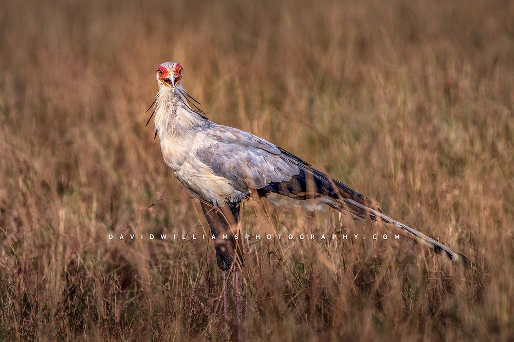 A close up shot of a secretary bird with eye contact, Kenya, Africa
