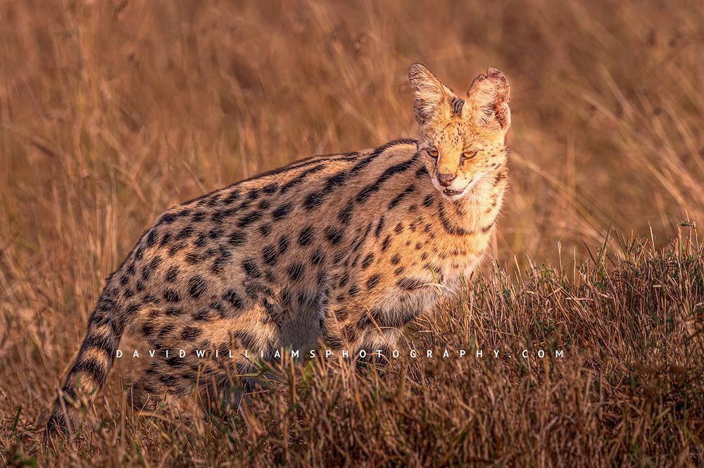 A serval wild cat eyeing it's prey in the tall golden grasses of the Masai Mara, Kenya
