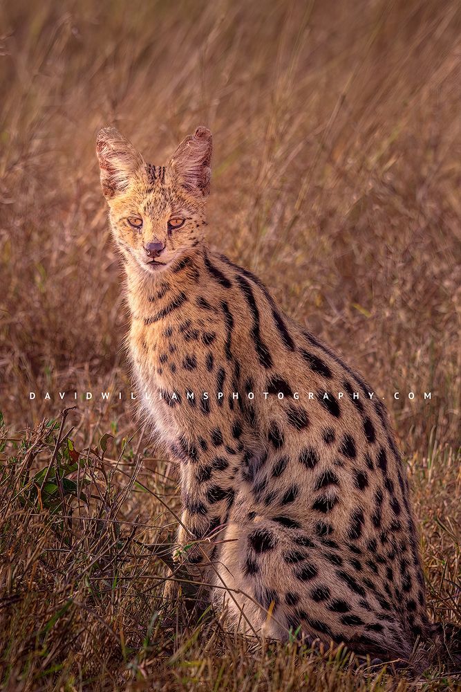 A close up of a serval cat in the tall grasses of the Masai Mara, Kenya