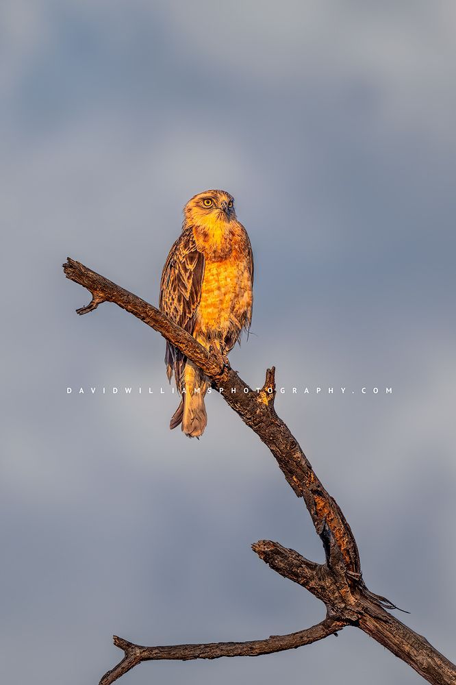 A single Short-toed Snake Eagle in golden light, Tanzania