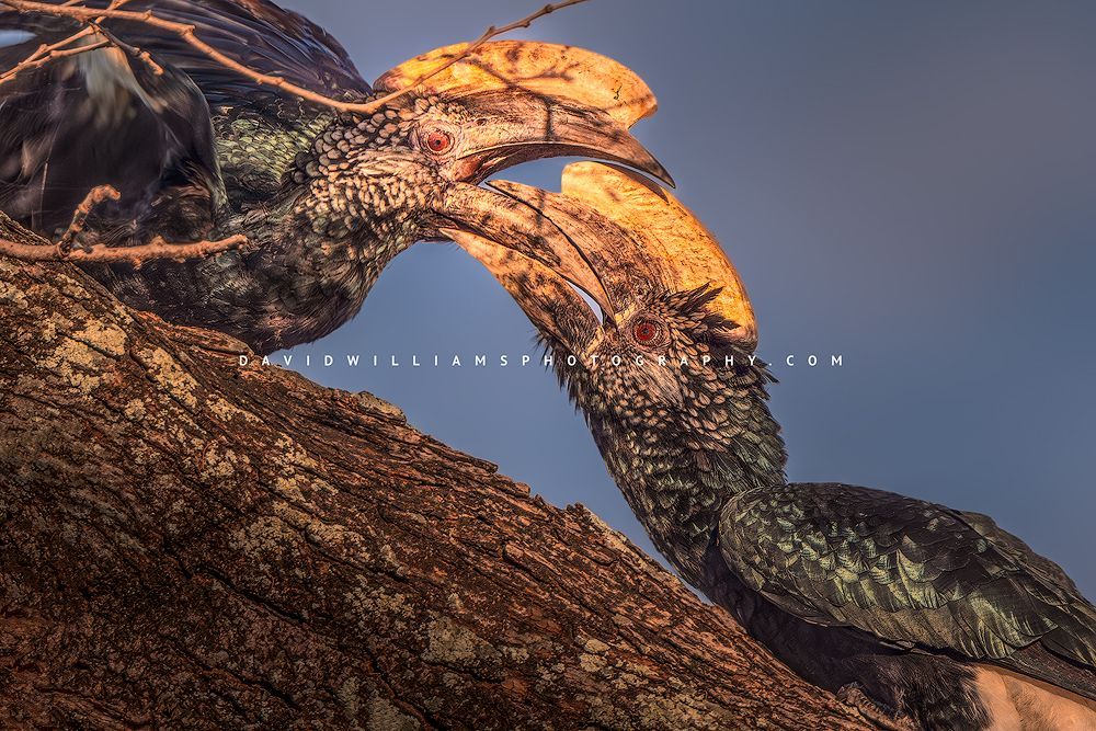 2 Silver Cheeked Hornbills locking jaws, Tanzania, Africa
