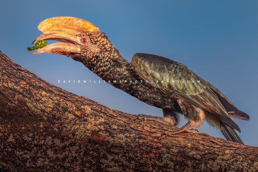 A close up of Silver Cheeked Hornbill, Tanzania, Africa