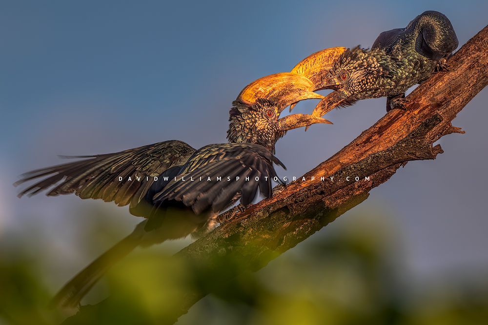 2 Silver Cheeked Hornbills fighting for territory, Tanzania, Africa