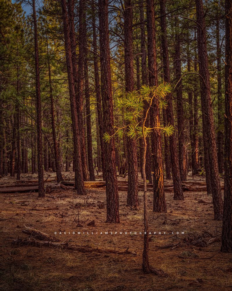 A solo tree is highlighted by the morning sun, Flagstaff, Arizona