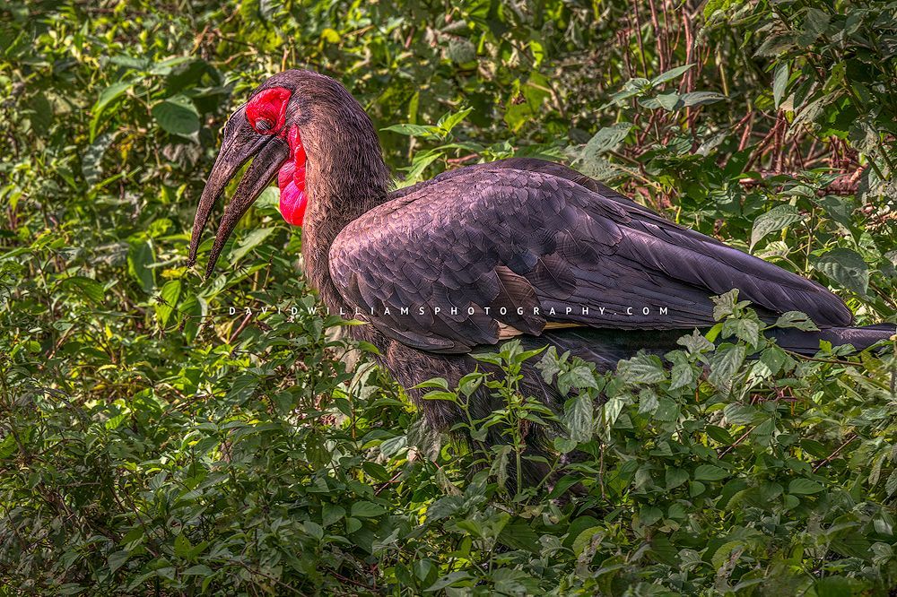 Southern Ground Hornbill walking in vegetation, Tanzania, Africa