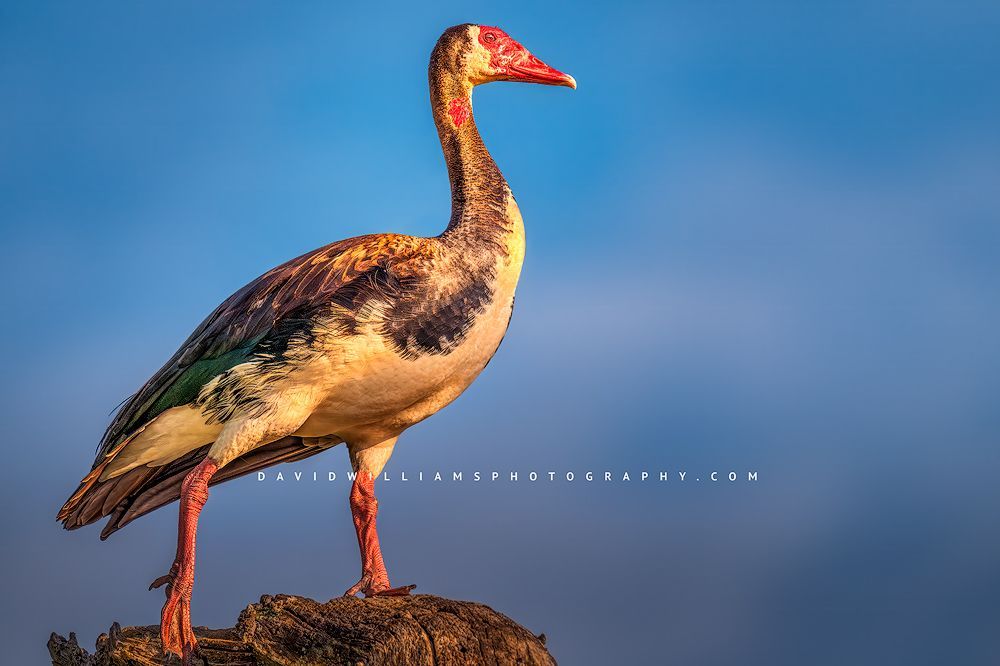 A proud Spur winged goose showing dominance, Africa