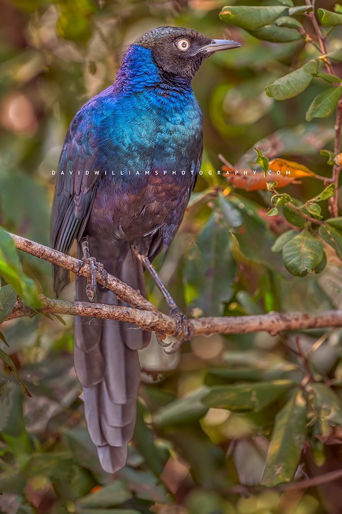 A Ruppell’s Starling with colorful blues and purple chest feathers, Kenya