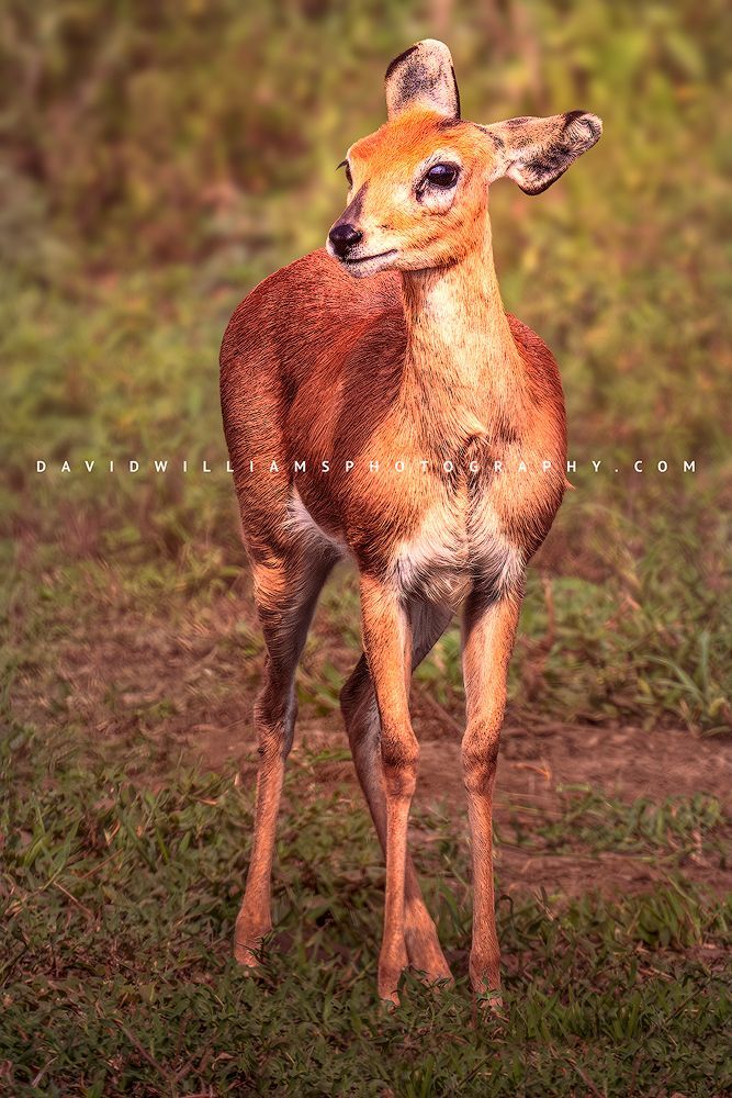 Female African Steenbok, also called Steinbuck or Steinbok, standing in lush green grasses of Ndutu with direct eye contact in golden light, vertical wildlife photograph