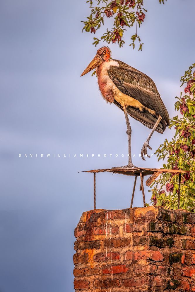 A Stork standing on a chimney signaling a change in habitat, Africa
