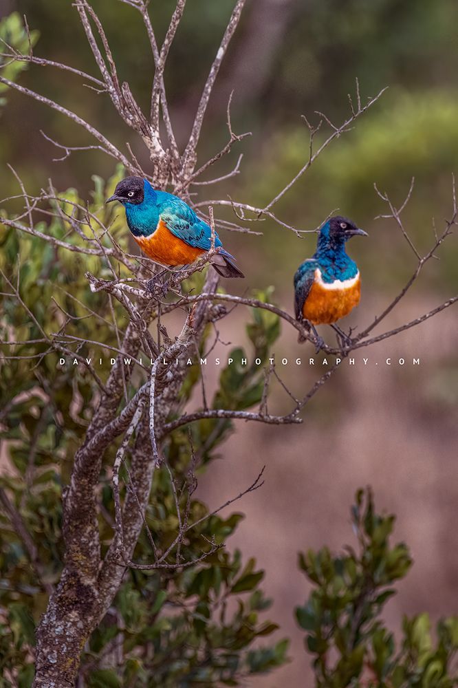 2 Superb Starling birds perched in tree, Kenya