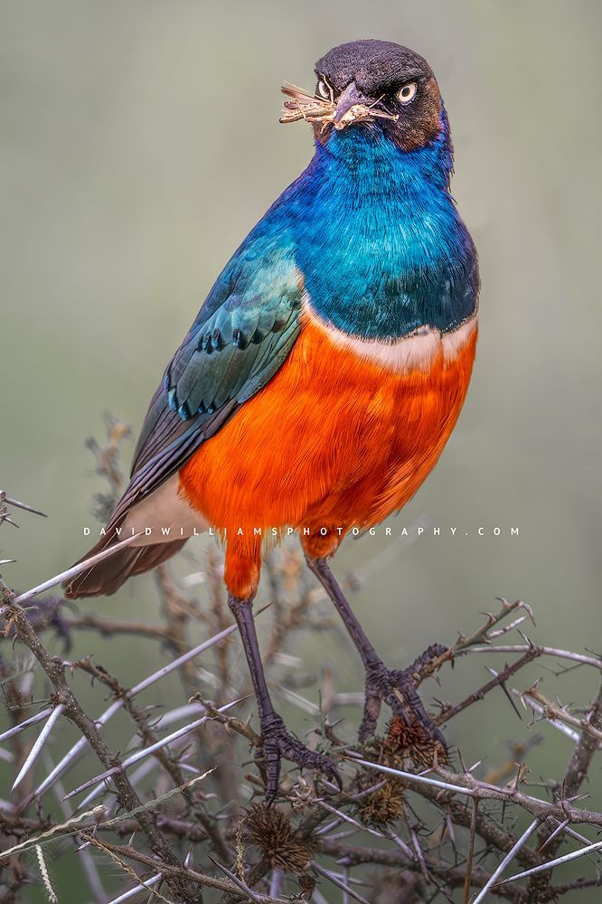 A Superb Starling caught a cricket, Tanzania, Africa