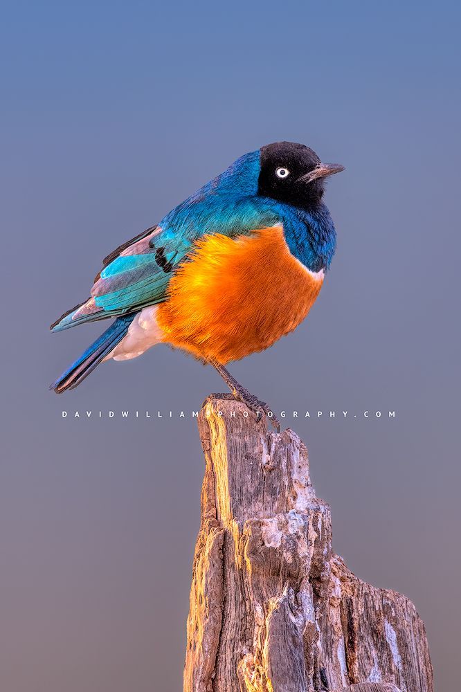 A Superb Starling  perched in the sun, Kenya Africa