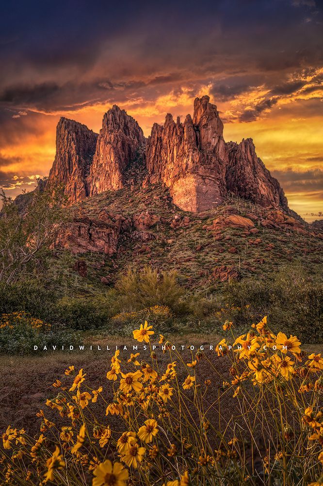 Spring flowers at Superstition Mountains, AZ