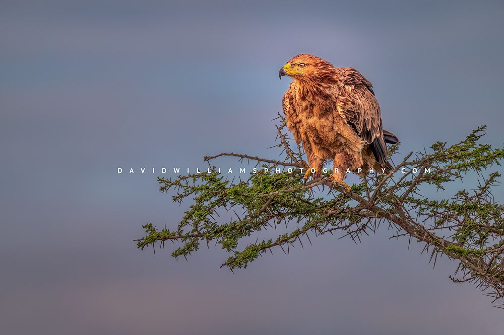 Tawny eagle perched on an acacia tree in Ndutu, Tanzania, part of the Serengeti ecosystem and Ngorongoro Conservation Area, scanning the savanna floor for prey in golden late day sunlight.