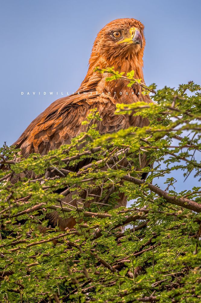 A Tawny Eagle keeping a watchful eye, Serengeti, Tanzania