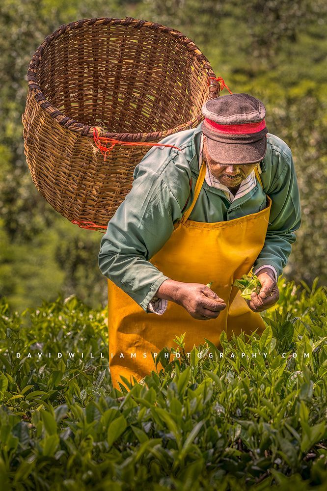 A tea farmer hand is picking black tea leaves into his basket, Kenya