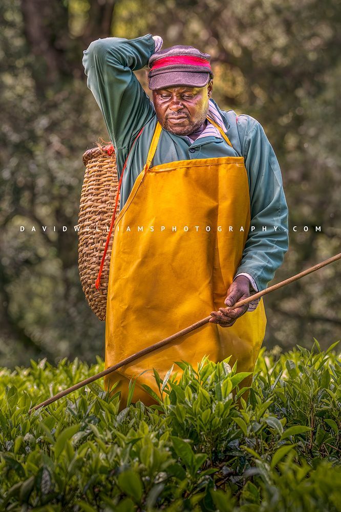 A Tea Farmer is picking black tea leaves at a tea farm, Kenya