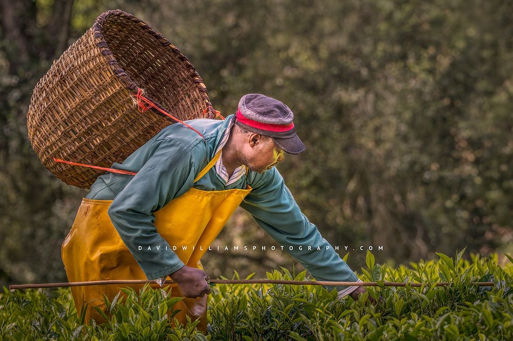 A Tea Farmer is picking black tea leaves at a tea farm, Kenya