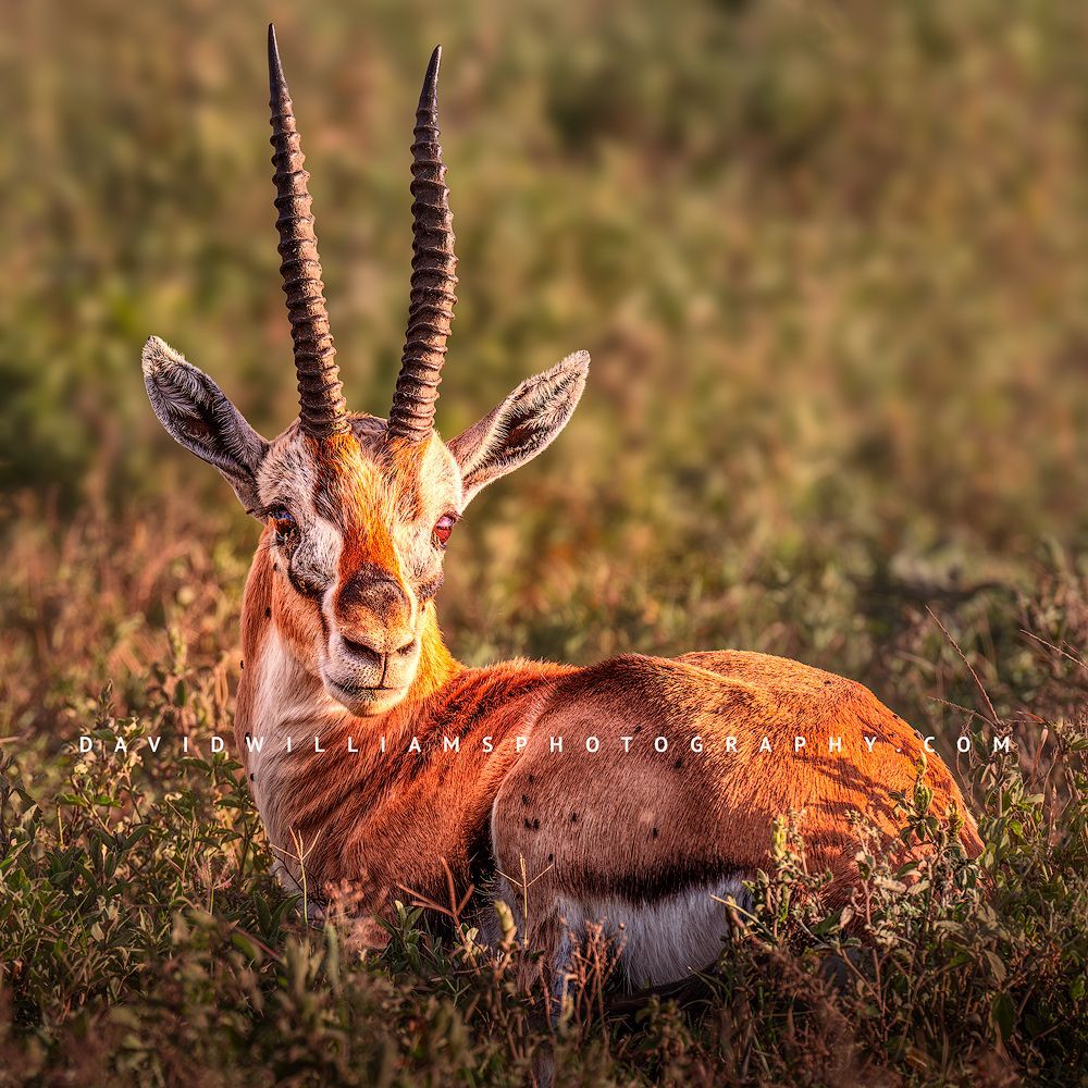 Thomson’s Gazelle with large horns resting in green grass, looking directly at the camera, Ndutu, Tanzania