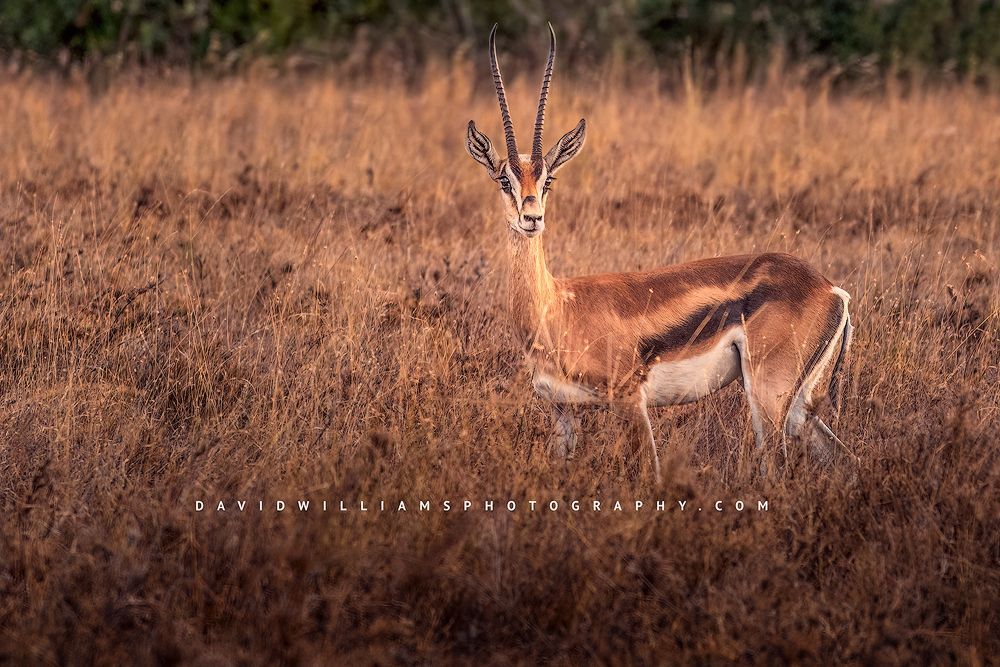 A Thomson’s Gazelle with eye contact at sunset, Masai Mara, Kenya