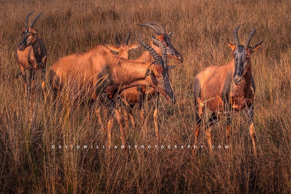 A herd of Topi in late day sun in the African savanna, Masai Mara, Kenya