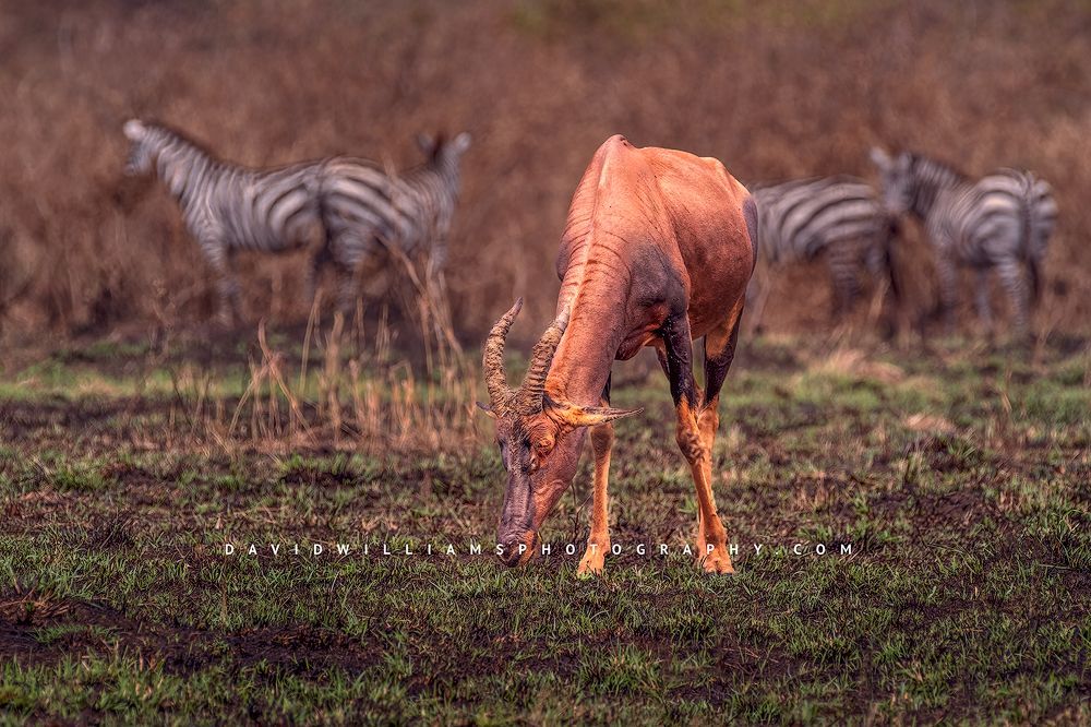 An African Topi eating in green grass, Masai Mara, Kenya