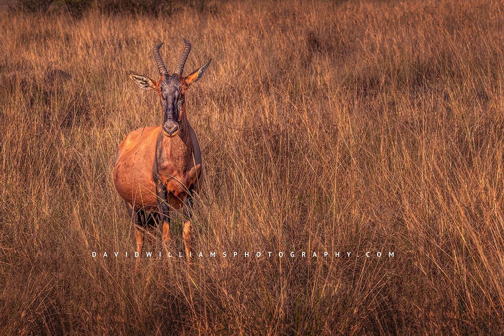 A single Topi in the tall grasses of the Masai Mara, Kenya