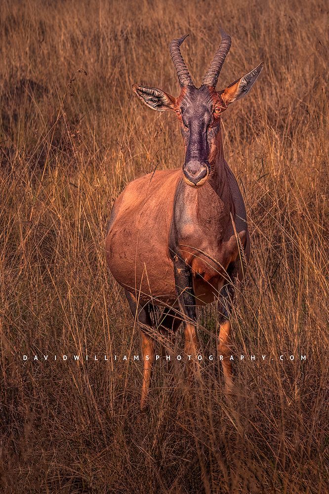 A single Topi with eye contact in the tall golden grasses of the Masai Mara, Kenya
