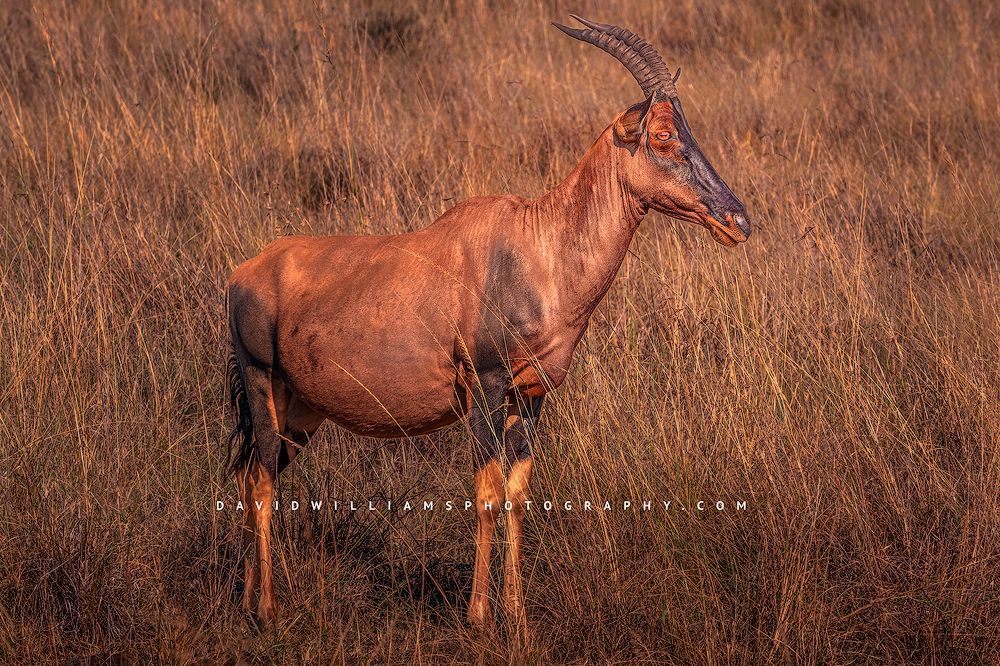 A Topi standing in golden light in the African savanna, Masai Mara, Kenya