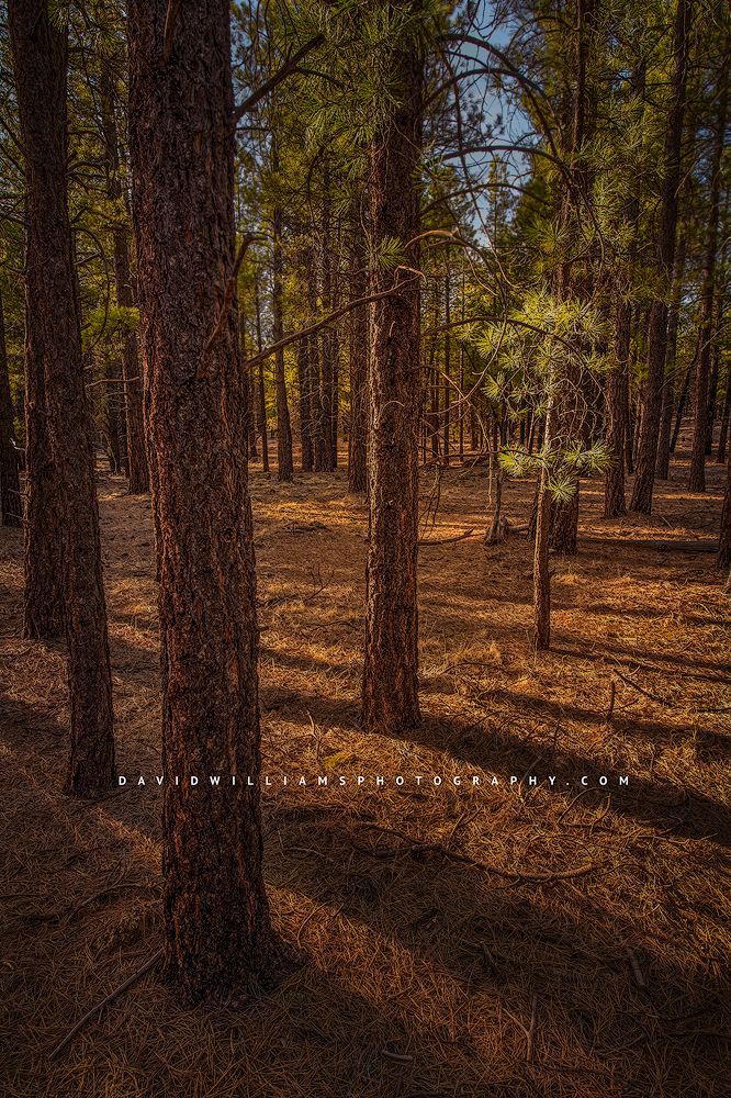 Morning sun rising in Kaibab National Forest, AZ