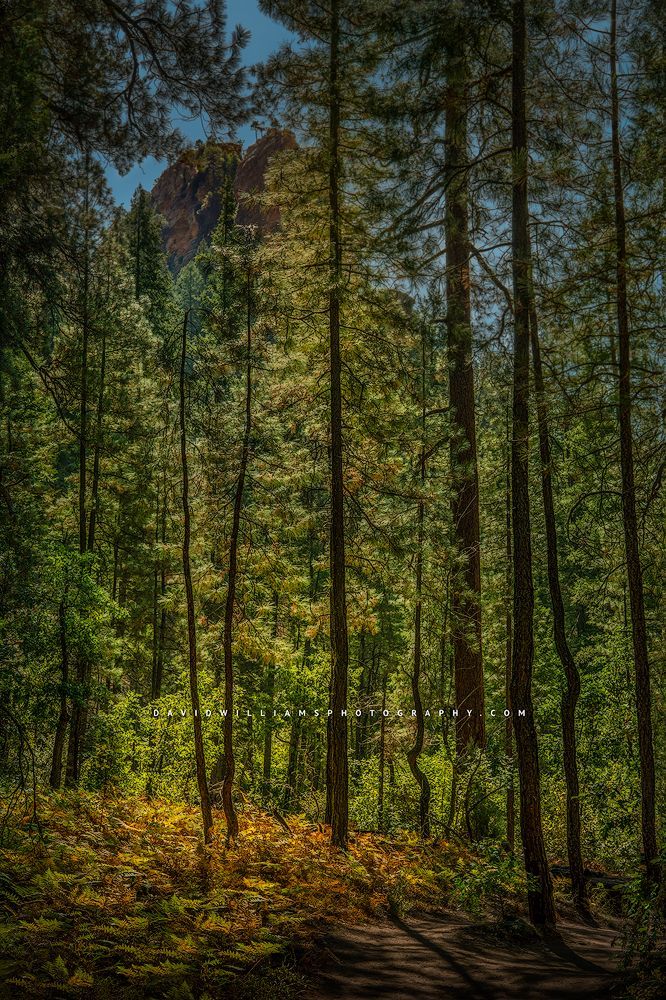 Fall colors in the West Fork of Oak Creek, Arizona