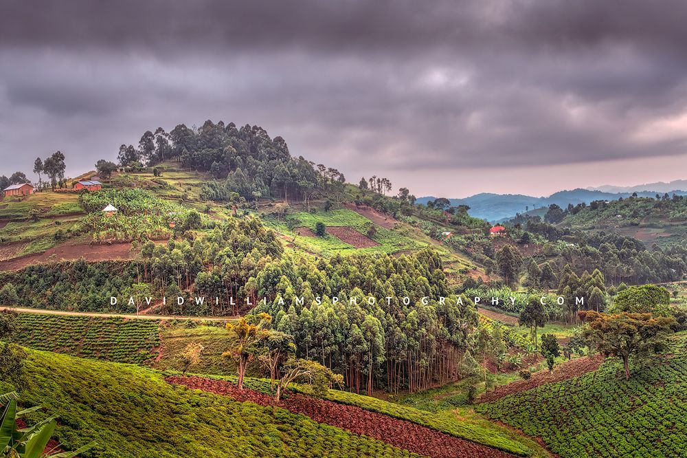 Manicured farming community built into the rainforest mountains of southwestern Uganda with lush green fields and no wasted space