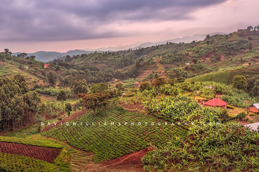 Cultivated farmland arranged in neat patterns across the rainforest mountains of southwestern Uganda, showing no wasted space