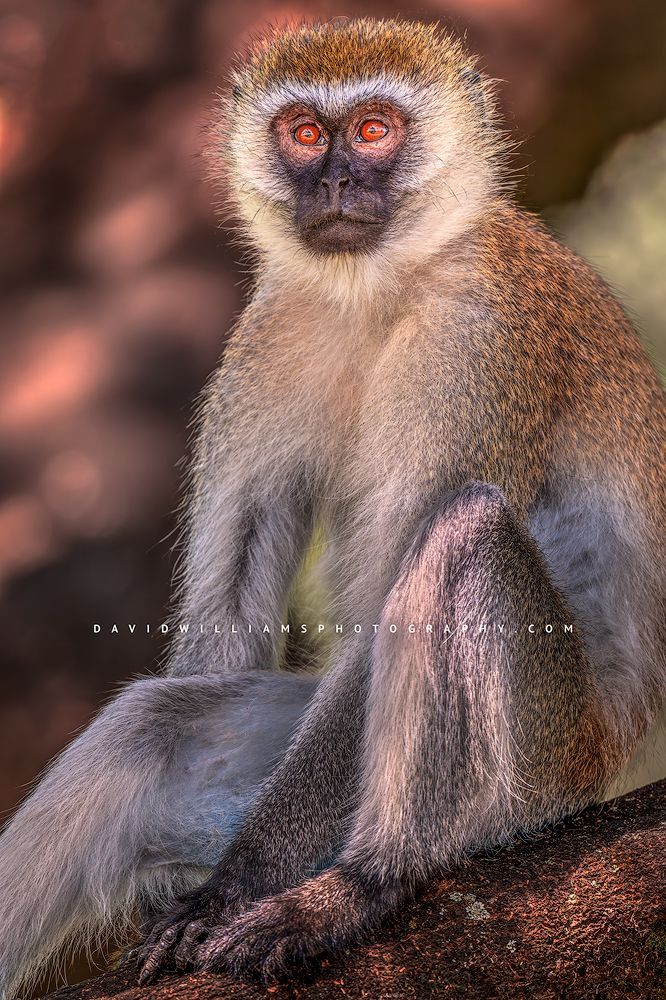 The beautiful eyes of a Vervet monkey, Tanzania, Africa