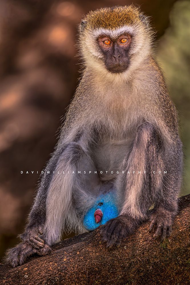 The beautiful eyes of a Vervet monkey, Tanzania, Africa