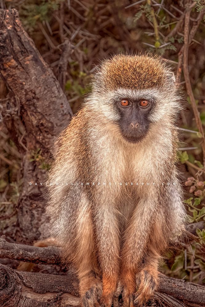 A close up of a Vervet monkey staring at camera, Masai Mara, Kenya