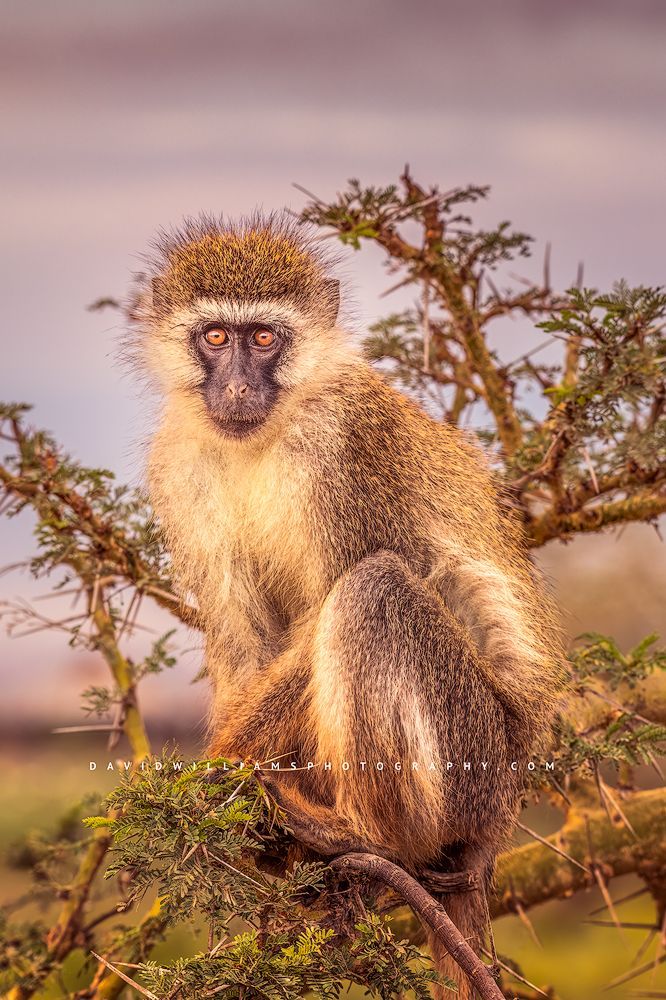 A Vervet monkey sitting in a tree in Amboseli, Kenya