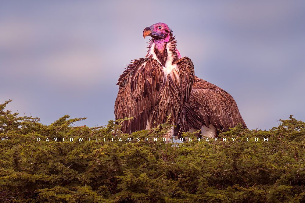 Lappet-faced Vultures perched on an acacia tree surveying the savanna floor during the rainy season in Ndutu, Tanzania