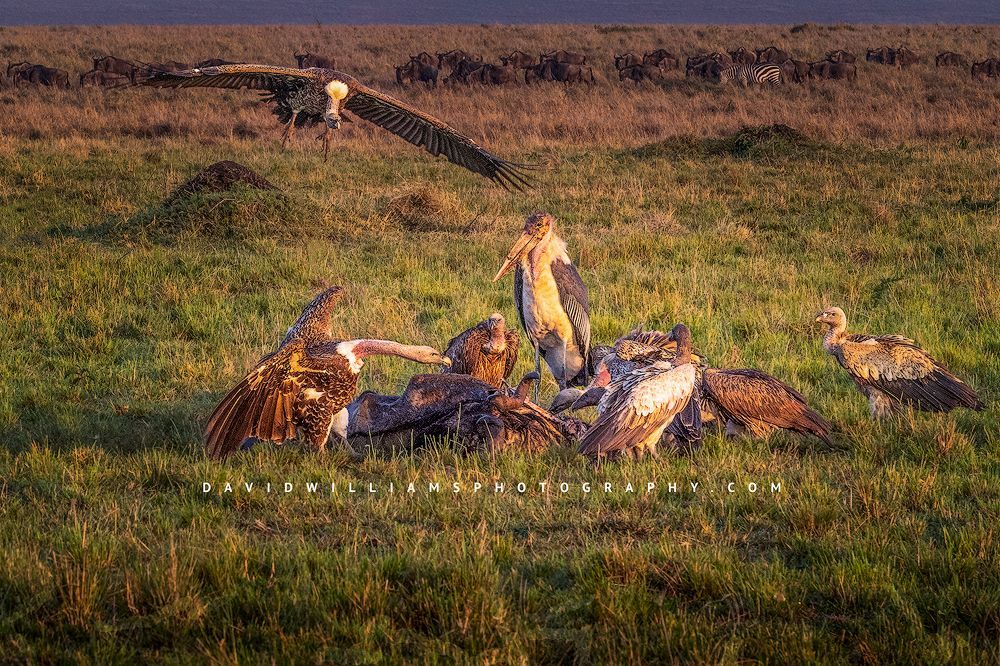 A White Backed Vulture landing at a carcass with other birds of prey, Kenya