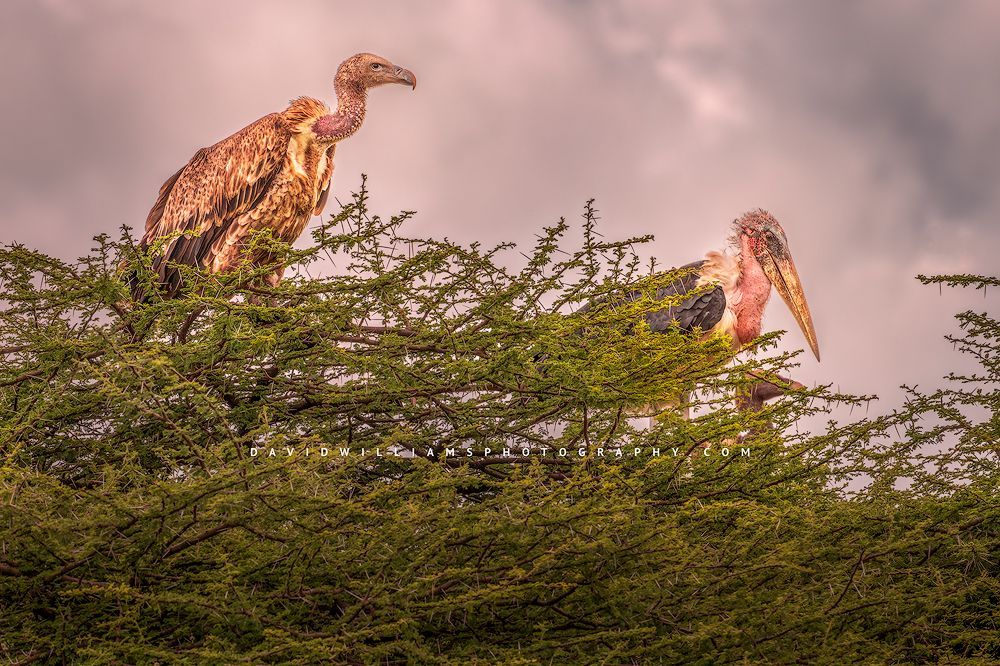 A stork and vulture overlooking the Serengeti, Tanzania, Africa