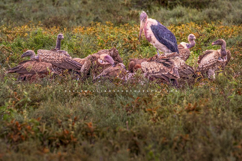 A Marabou Stork and vultures enjoy a kill, Tanzania, Africa
