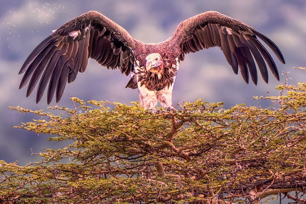 A molting Lappet Faced Vulture with eye contact, Tanzania, Africa