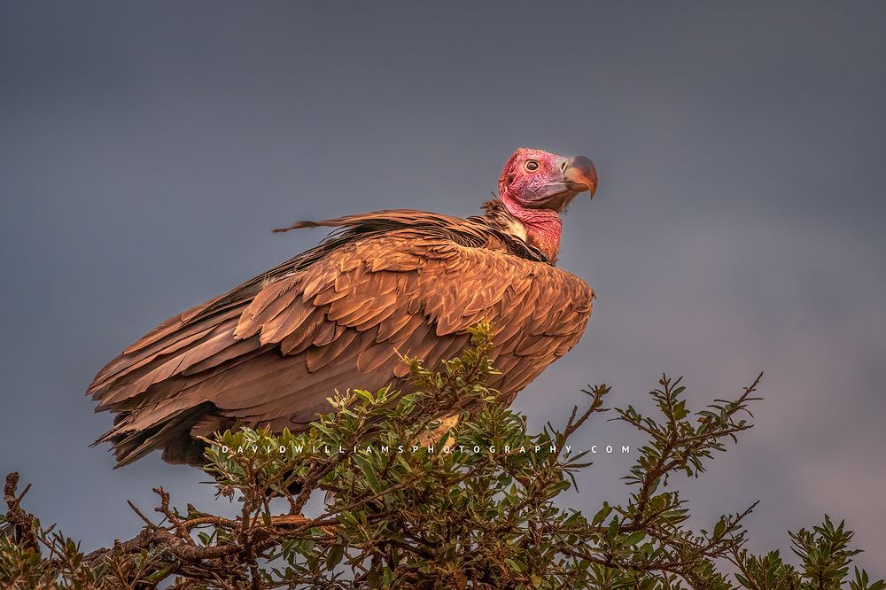 A Lappet-faced Vulture perched, Masai Mara, Kenya