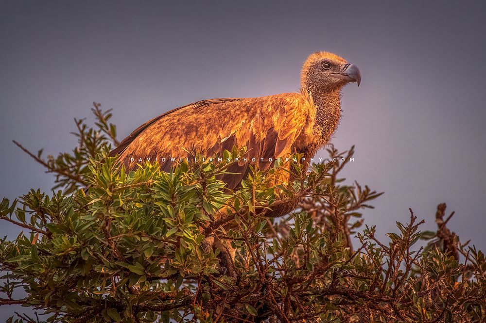 A White Backed Vulture perched in tree, Masai Mara, Kenya