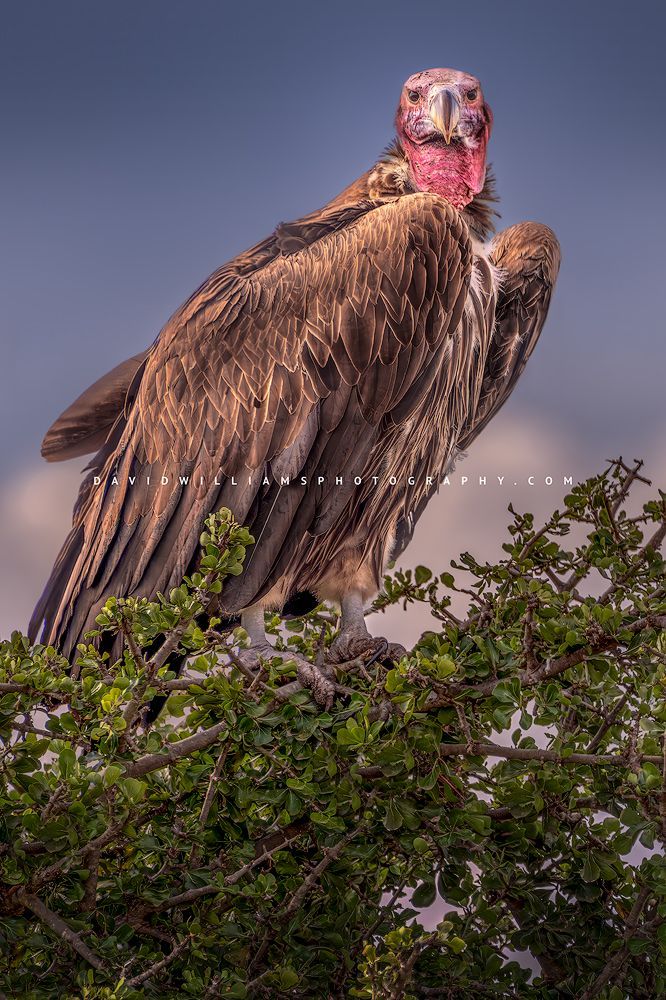A Hooded Vulture scouting for prey, Kenya, Africa