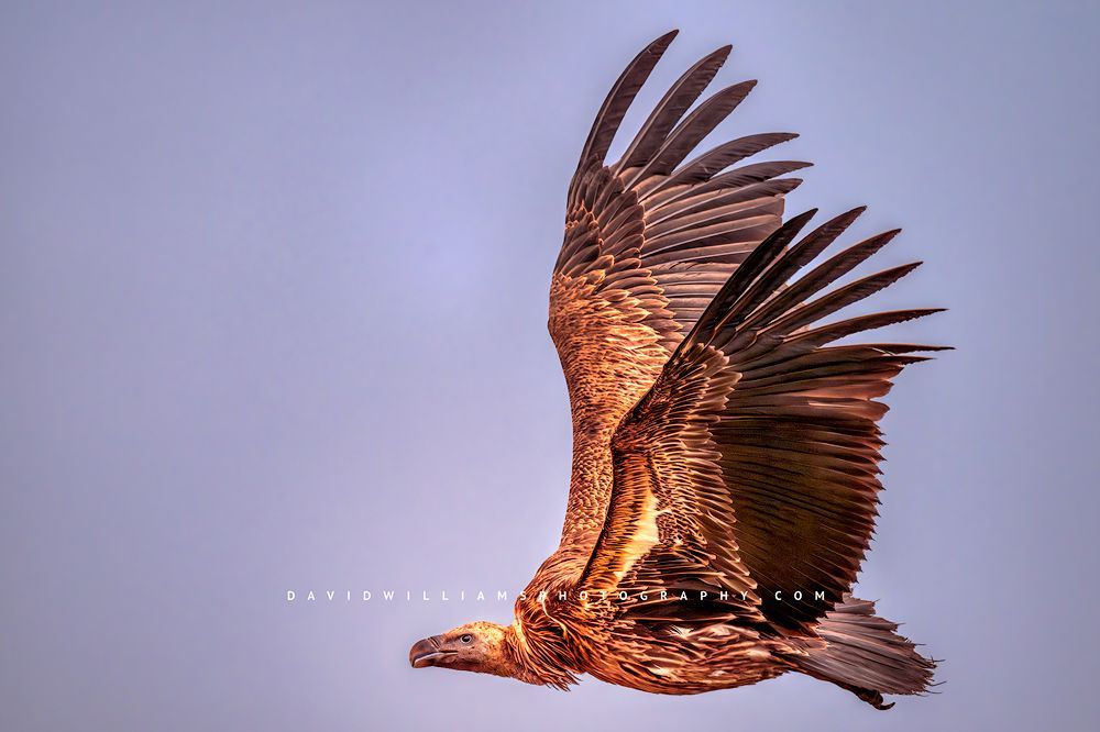 Close-up of a Critically Endangered African White-backed Vulture (Gyps africanus) in flight with wings spread high showing underwing detail against pale blue skies, horizontal wildlife photograph