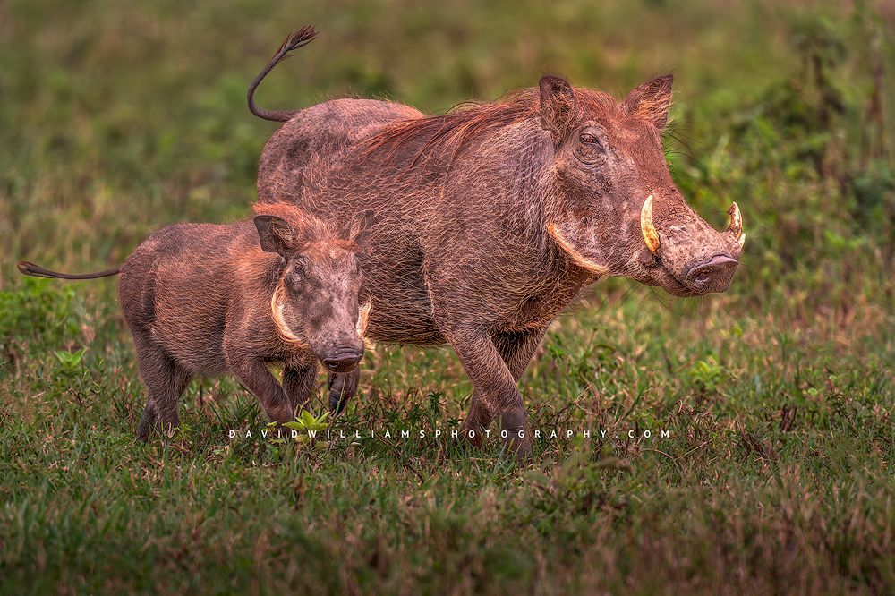 A close up of a mother Warthog and baby, Tanzania, Africa
